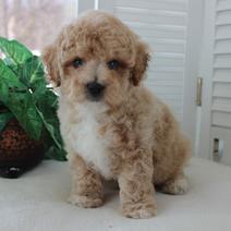 MALTIPOO POOCHON PUPPIES AVAILABLE