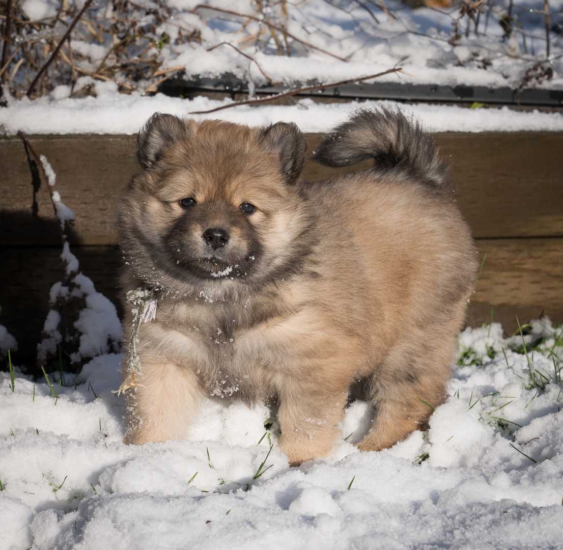 Eurasier sales puppy price