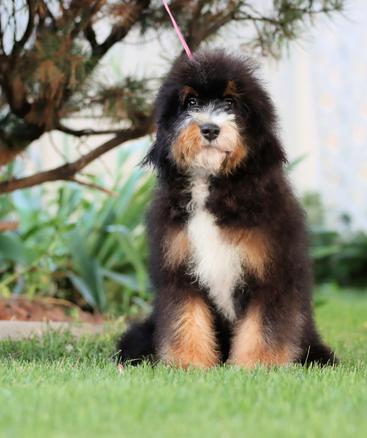 Mini Bernedoodle Adult