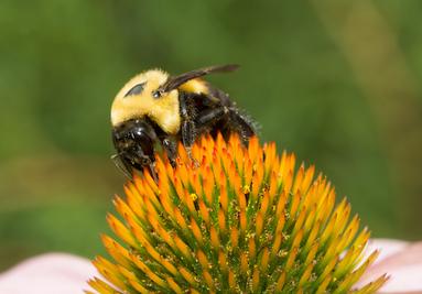 Carpenter bee on flower