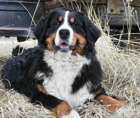 Bernese Mountain Dog Poodle mix. Bernedoodle