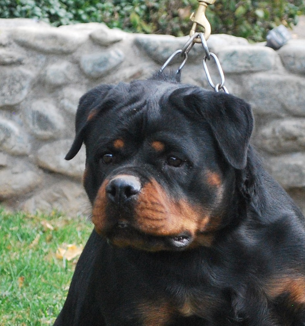 how much does a purebred rottweiler cost