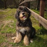 happy Bernedoodle