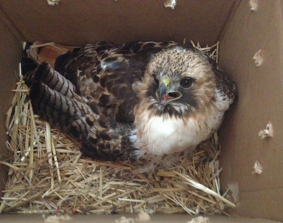 Raptor in a dark, warm, dry box