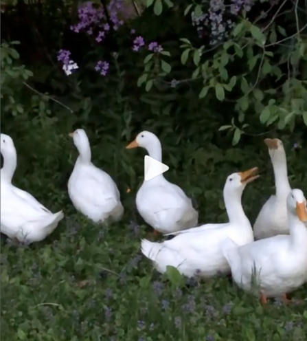 Backyard Ducks eating flowers