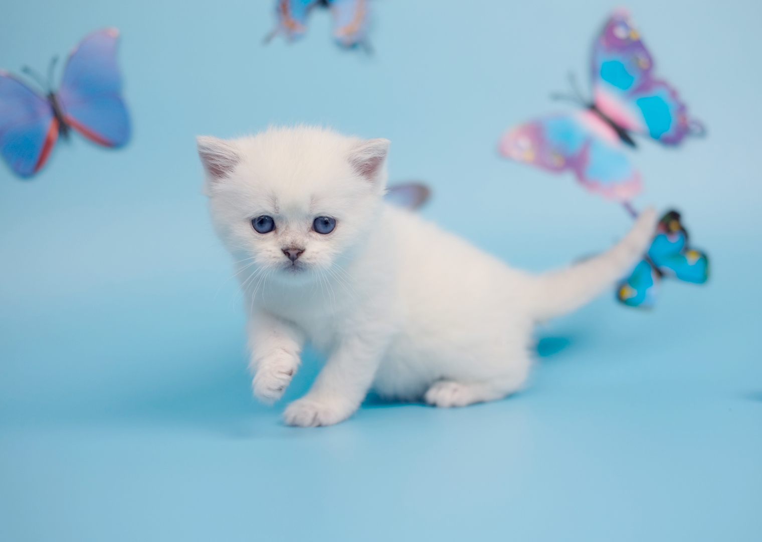 British Shorthair Longhair Cats Kittens