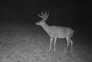 Kentucky monster buck trail cam photo