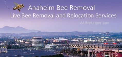 Anaheim Bee Removal and BeeKeeper services
