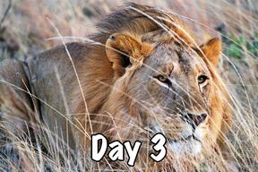 taasa africa tanzania safari wild animals