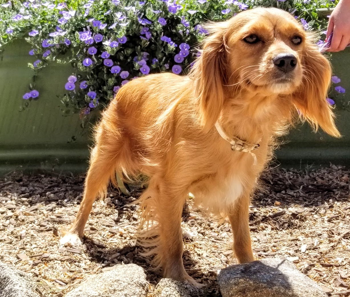 Cavalier king charles spaniel and best sale golden retriever