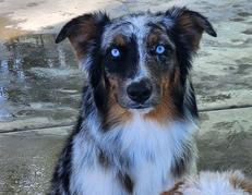 Australian shepherd puppy for sale