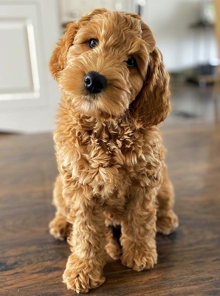 Brickhaven Labradoodles - Australian Labradoodle Puppies ...