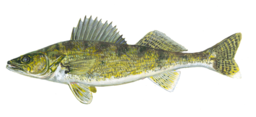 Walleye Fishing Black Bear Camp