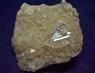 FLUORAPOPHYLLITE and STILBITE - Jalgaon District, Maharashtra, India - ex Rutgers Geology Museum - for sale