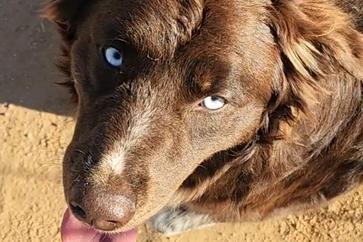 australian shepherd