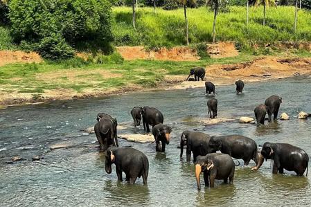 Pinnawala Elephant Orphanage