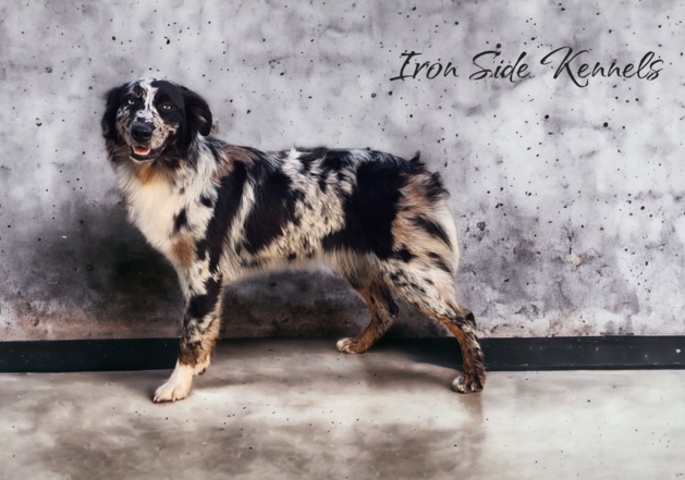 Blue merle australian shepherd