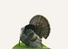Hunting Turkey Pennsylvania