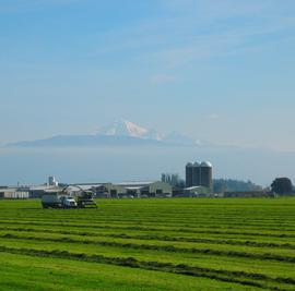 Fraser Seeds Orchard Grass Blend