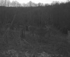 kentucky deer hunting