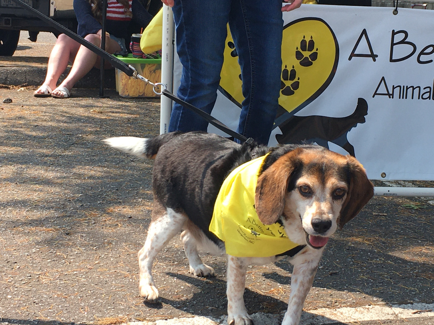 Welcome to Carolina Animal Rescue And Adoption