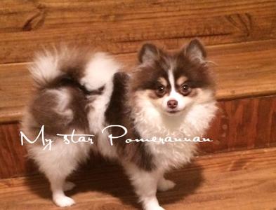 Pomeranian Mom & Babies