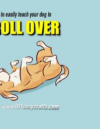 How to easily teach your dog to roll over. Four simple step video tutorial