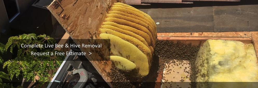 AA Beekeeper bee removal - free inspections