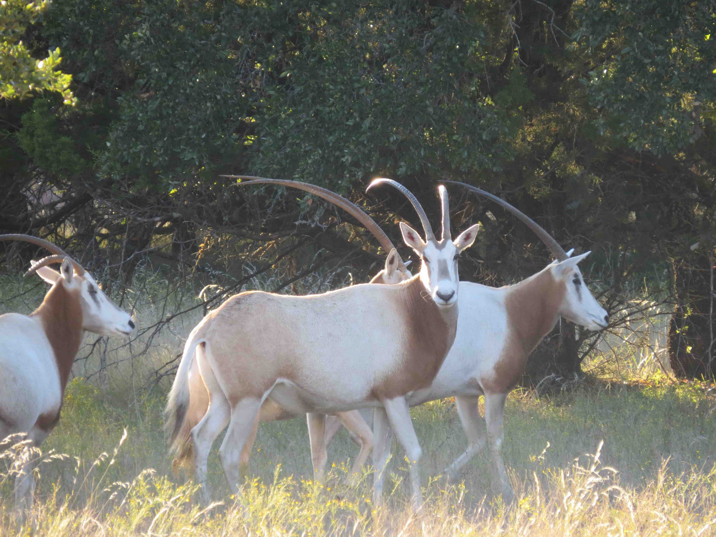 free range axis hunts in Texas
