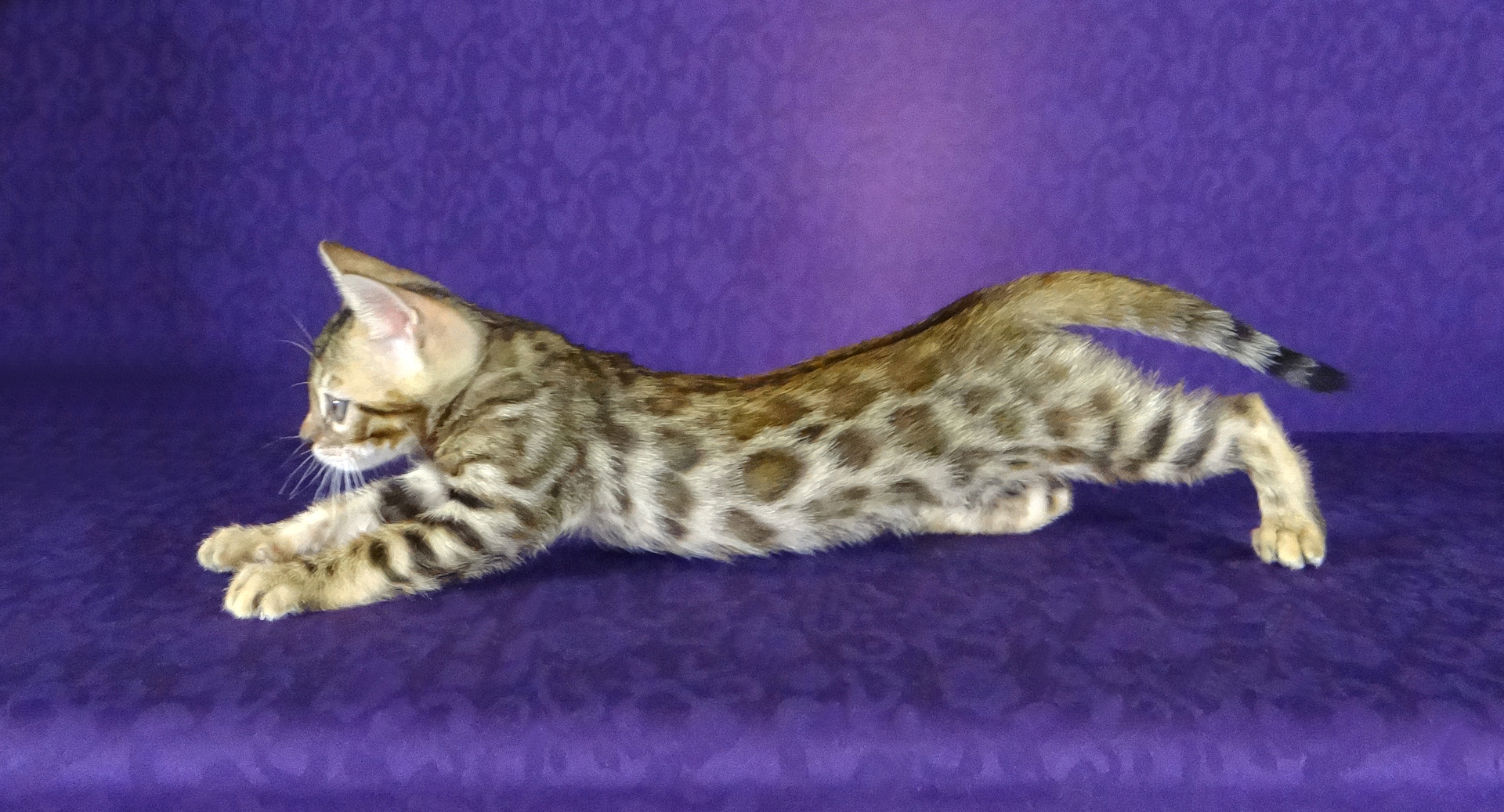 Silver & Brown Bengal Cats for Sale, Breeders in Texas from  Bengals