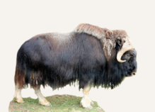 Hunting Muskox Greenland