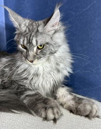 Maine Coon Kittens