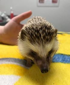 Hedgehog Patient at Dragon Lake Vet Hospital