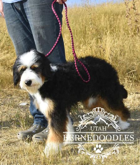 Adult Mini Bernedoodle Size