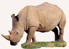 Hunting Rhino South Africa