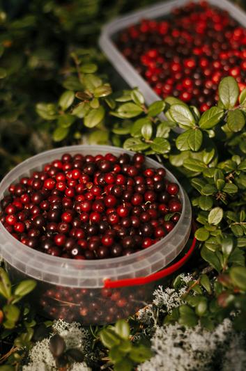 The Latest News About Cranberries
