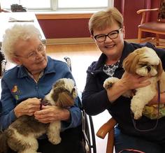 One of our Purebred Shih Tzu puppies near Wisconsin