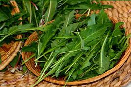 Dandelion greens