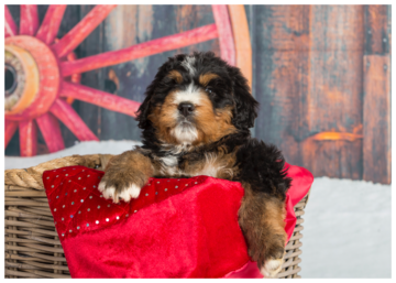 Mini Bernedoodle F1B Planned Litters Standard Bernedoodle Puppies