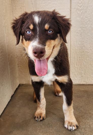 Best dog breeds