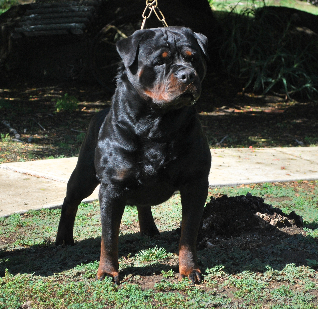 Kci registered rottweiler 2024 puppies for sale