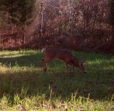 kentucky deer hunting