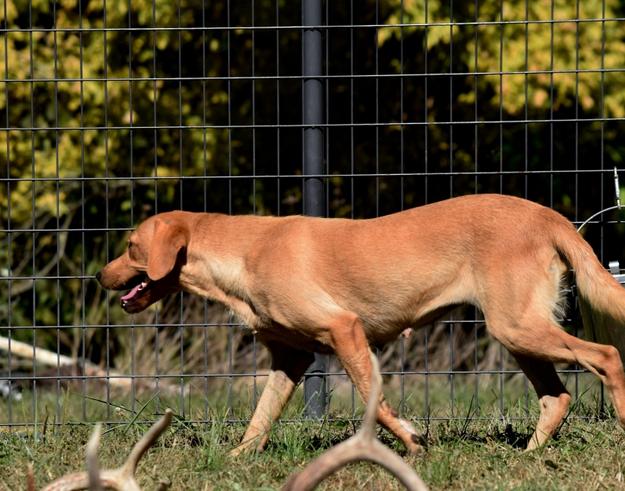 British store yellow lab