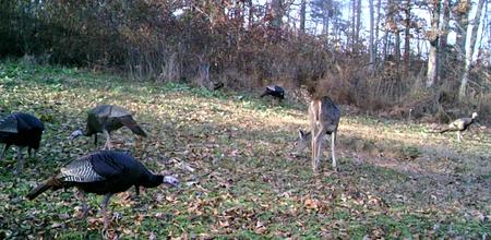 ky turkey season