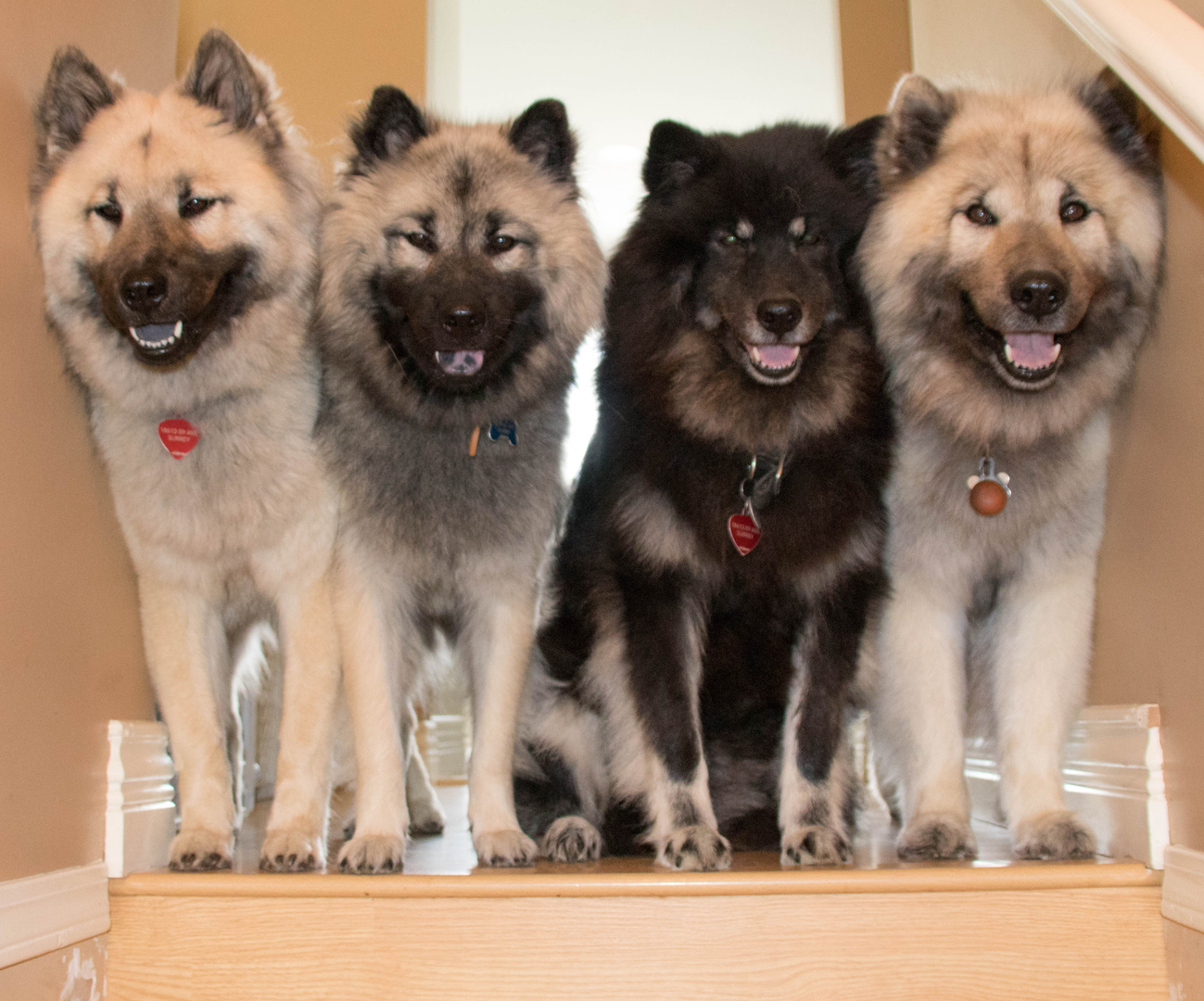 Eurasier breeders store