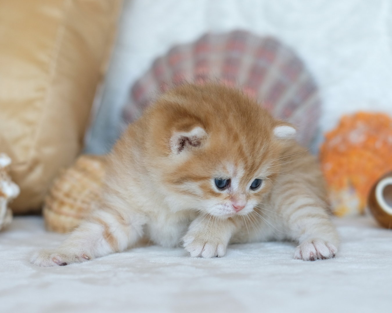 Silvertales Cattery British Shorthair Kittens For Sale