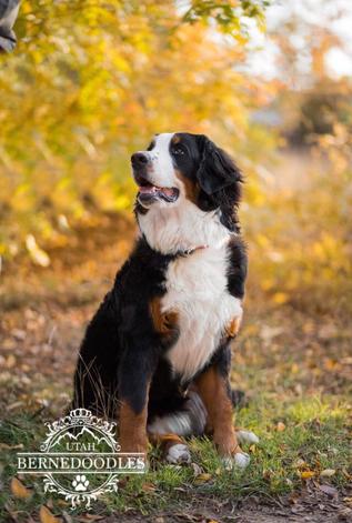 Bernese