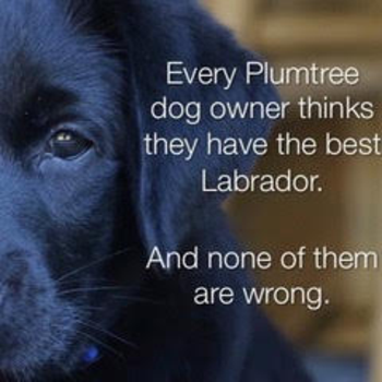 Breeding Quality Akc English Labrador Retriever Puppies Plumtree Labradors