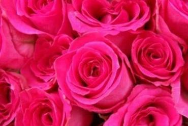 Hot Pink Roses