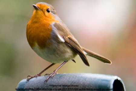 Garden Birds